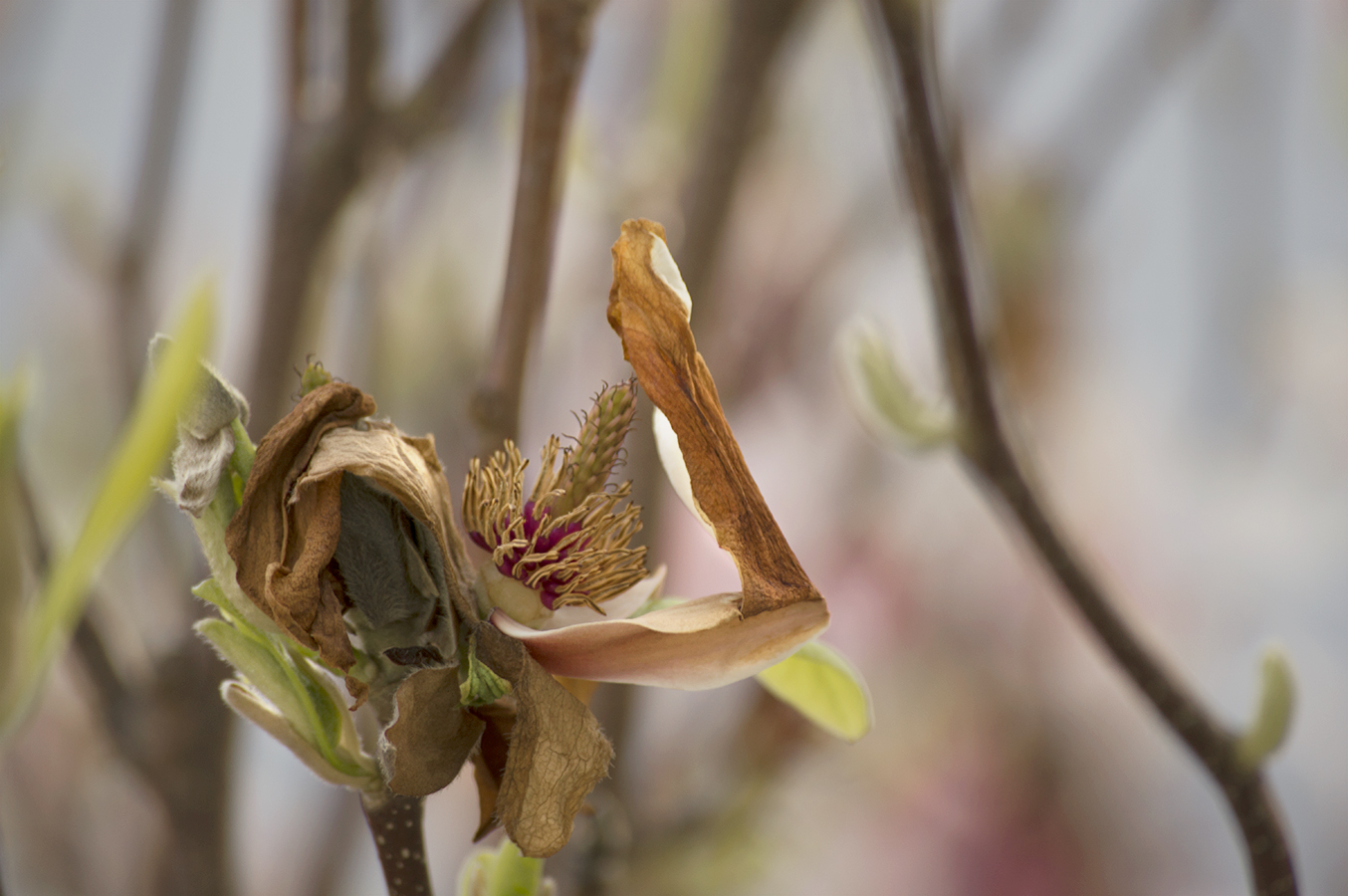 Thurston_20180421_0012