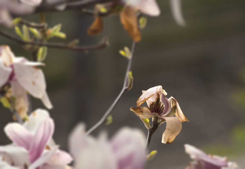 Thurston_20180421_0039